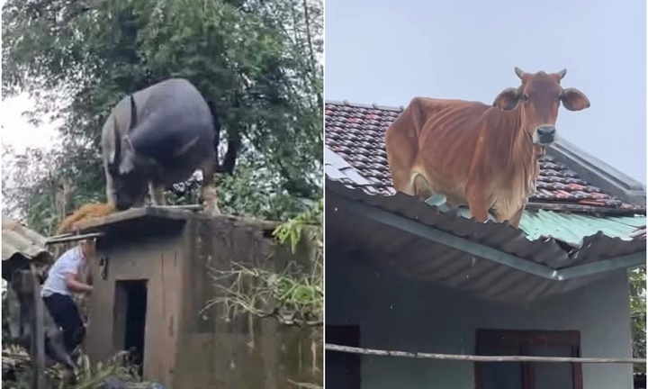 Tin thời sự ngày (25/11): Trâu 