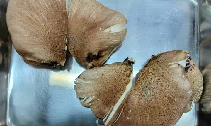 AI nhận diện sai 