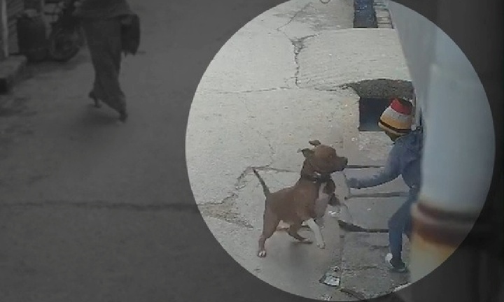 Clip: Chó Pitbull lao vào tấn công bé trai đang chơi ngoài đường