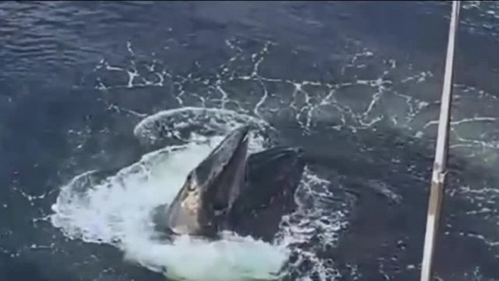 Clip: Sinh vật khổng lồ trồi lên ngay cạnh du thuyền, tạo nên màn trình diễn khó tin