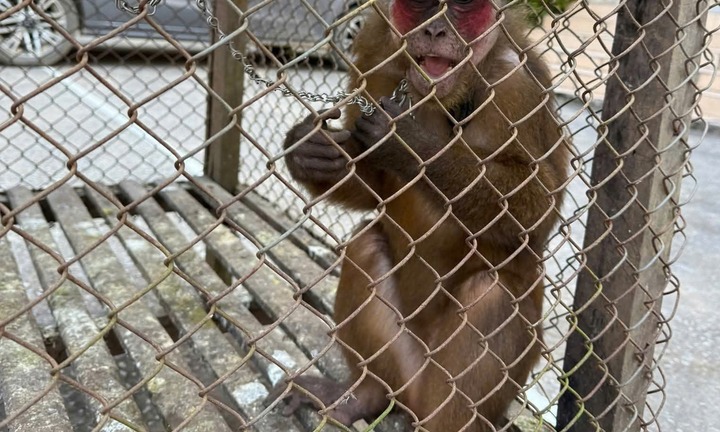 Người dân giao nộp con vật quý hiếm, có tên trong Sách Đỏ Việt Nam cho kiểm lâm