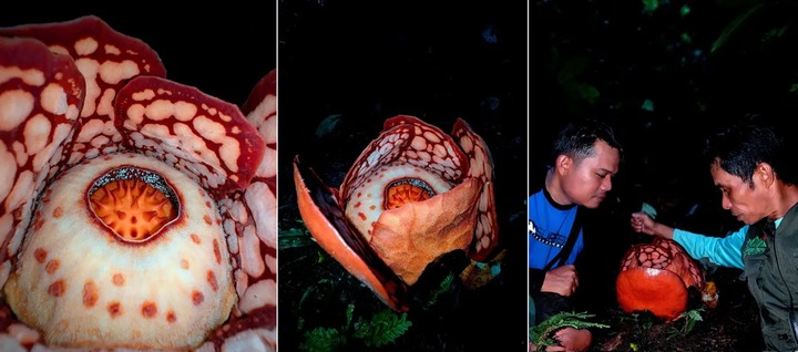 Nhà sinh vật học bật khóc khi phát hiện loài thực vật hiếm bậc nhất thế giới