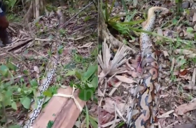 Clip: Cận cảnh con trăn khổng lồ dài 7,3 mét, siết tử vong một người đàn ông trên đường về nhà