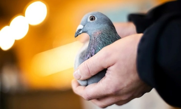 Chiêm ngưỡng chú chim bồ câu 35 tỷ, đắt nhất thế giới, có vệ sĩ riêng bảo vệ như 