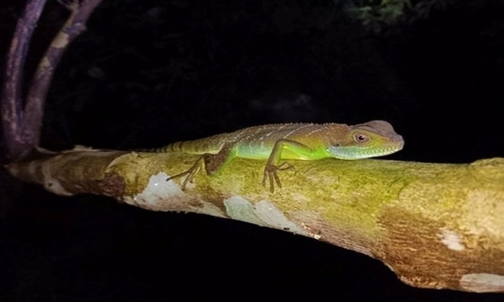 Tin thời sự ngày (27/11): Phát hiện sinh vật có hình dạng như thằn lằn cổ xưa 