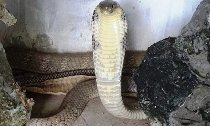 Rắn hổ mang chúa 7kg bất ngờ xuất hiện giữa khu dân cư