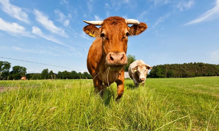 Đang ngủ bị con bò rơi từ mái nhà đè trúng, người đàn ông tử vong thương tâm