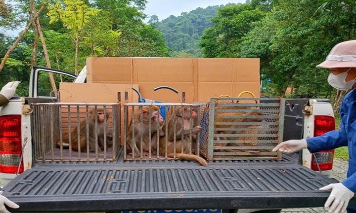 Tin thời sự ngày (28/11): Tái thả nhiều cá thể linh trưởng quý hiếm về tự nhiên