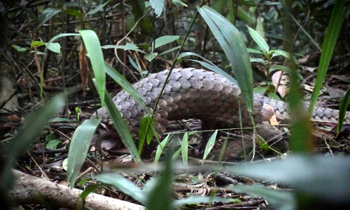 Tái thả 7 con vật quý hiếm, thân phủ đầy vẩy cứng về môi trường tự nhiên