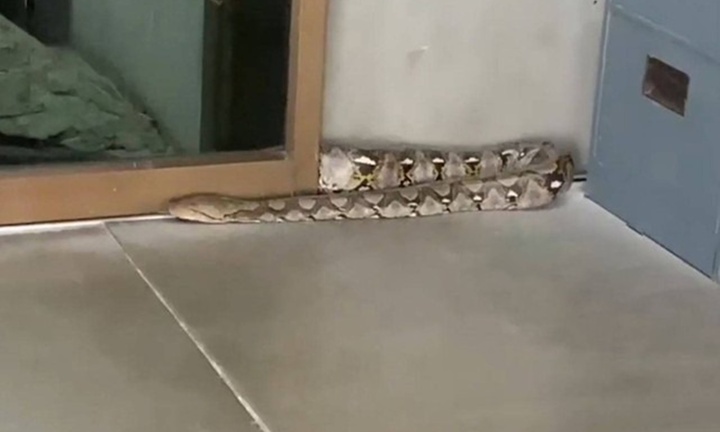 Clip: Tường rung bất thường, chủ cửa hàng hoảng hốt phát hiện con vật đáng sợ