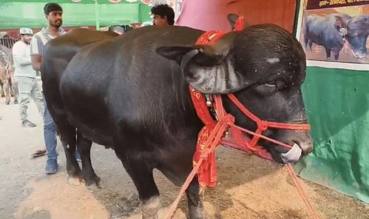 Con trâu cao 1,5 mét được trả giá 1,4 tỷ đồng, chủ nhân vẫn kiên quyết không bán vì lý do này