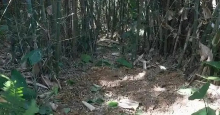 Đi đào giun ở rừng trúc, người đàn ông phát hiện 