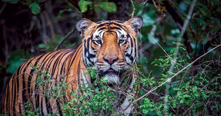 Đang chăn thả gia súc, người đàn ông 60 tuổi bất ngờ bị hổ vồ tử vong