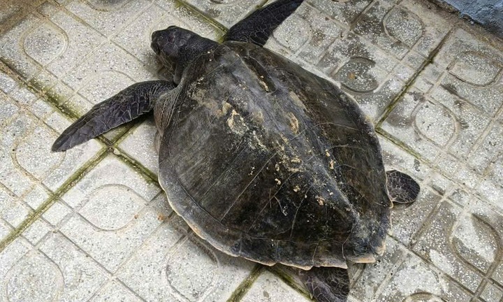 Thả lưới đánh cá, người dân ở Đà Nẵng phát hiện con vật quý hiếm, nặng 17kg