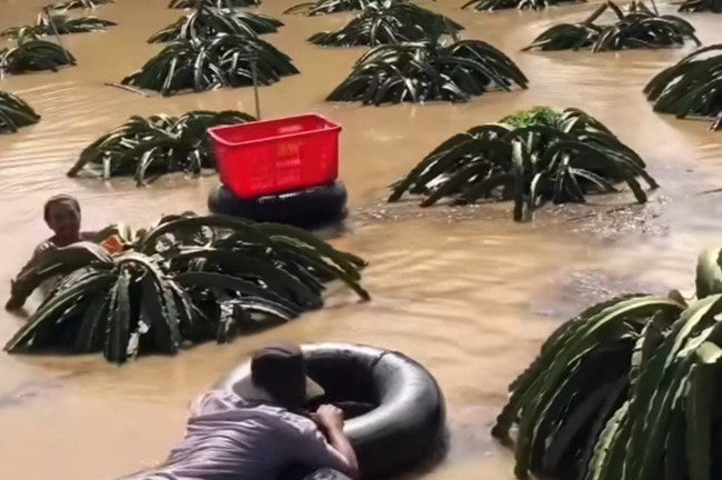 Tin thời sự ngày (5/12): Nông dân vừa bơi vừa thu hoạch thanh long để chạy lũ 