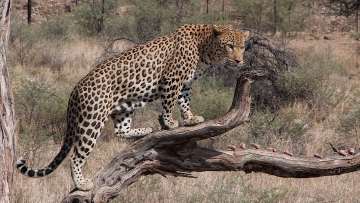 Bất ngờ bị báo tấn công, người đàn ông 45 tuổi tử vong thương tâm