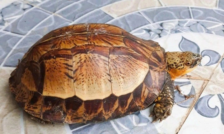 Phát hiện rùa quý hiếm, nặng 0,7kg bò trên đường, người dân giao nộp công an