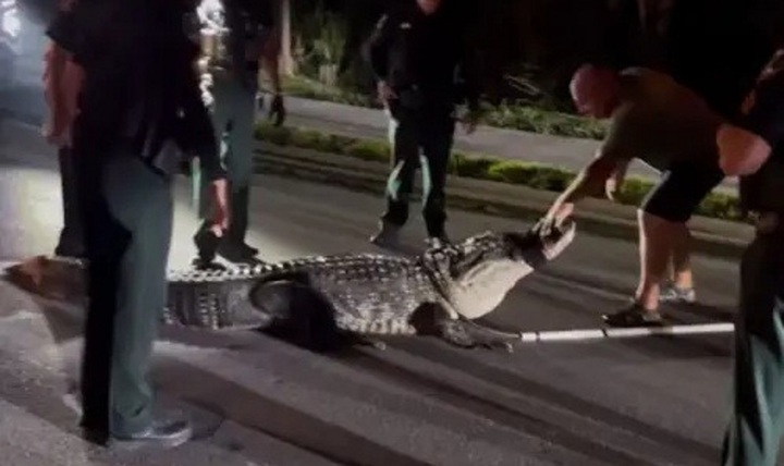 Clip: Con cá sấu nặng hơn 270kg, dài hơn 4,2 mét bất ngờ xuất hiện gần khu dân cư
