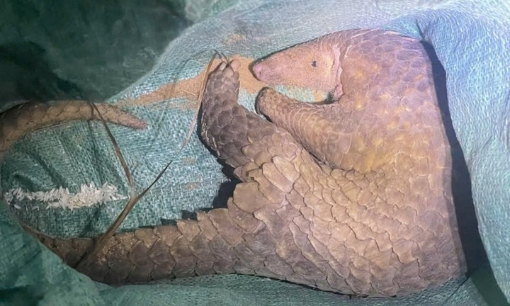 Phát hiện con vật 