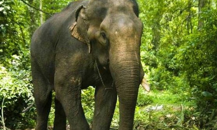 Đang làm nhiệm vụ trong rừng, 3 cán bộ kiểm lâm bị voi tấn công, 1 người tử vong tại Ấn Độ