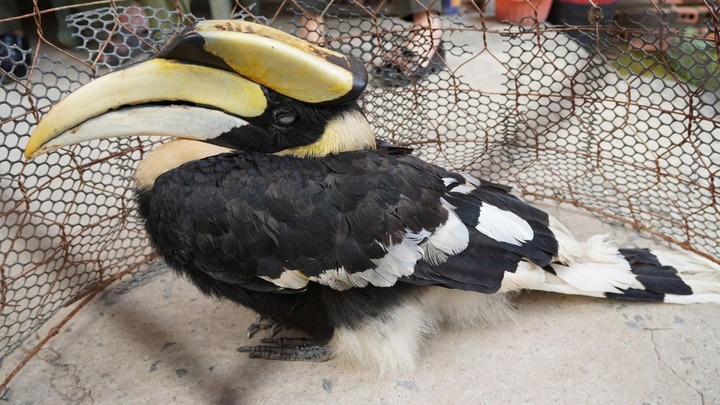Chim hồng hoàng quý hiếm bay 
