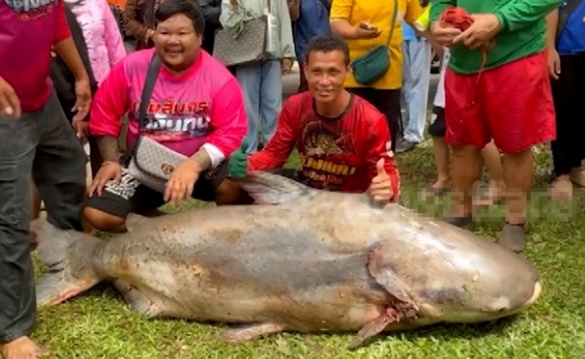 Cận cảnh con cá da trơn 