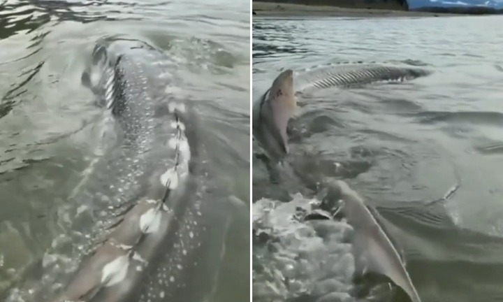 Khoảnh khắc hiếm có: Cần thủ câu được con cá tầm khổng lồ, dài 3,2 mét, nặng 270 kg