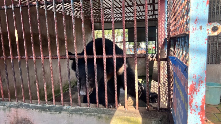 Phát hiện nhiều động vật nguy cấp, quý hiếm tại một cơ sở ở TP.HCM