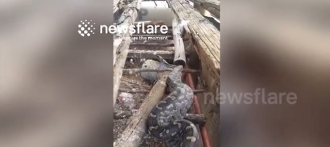 Clip: Cận cảnh con trăn 