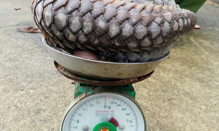 Phát hiện con vật 