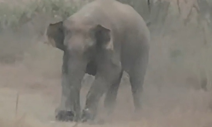 Clip: Tiếp cận quá gần để chụp ảnh, nam du khách 33 tuổi bị voi tấn công tử vong