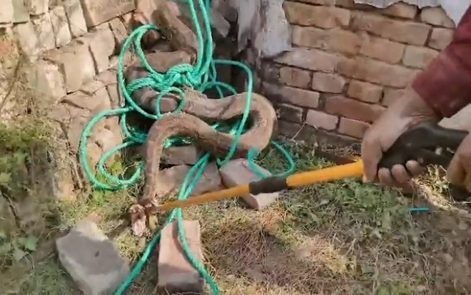 Cận cảnh bắt sống con trăn 