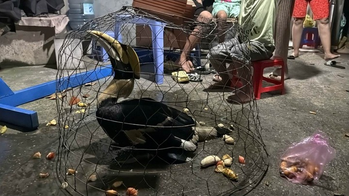 Phát hiện chim lạ, có kích thước lớn ở TP.HCM, nghi chim Hồng Hoàng quý hiếm