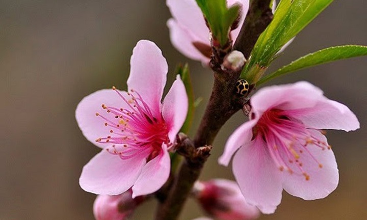 Lịch nghỉ Tết Dương lịch 2026 chính thức