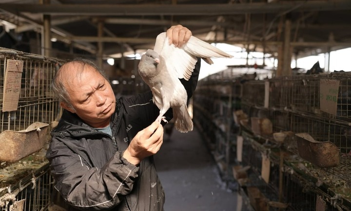 Bỏ vườn cây ao cá nuôi thứ chim 