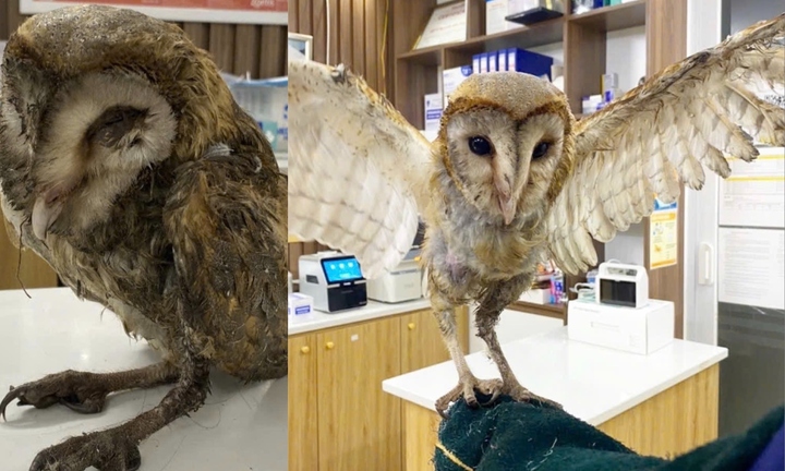 Chim cú lợn bị đá ra bãi rác được hồi sinh kỳ diệu