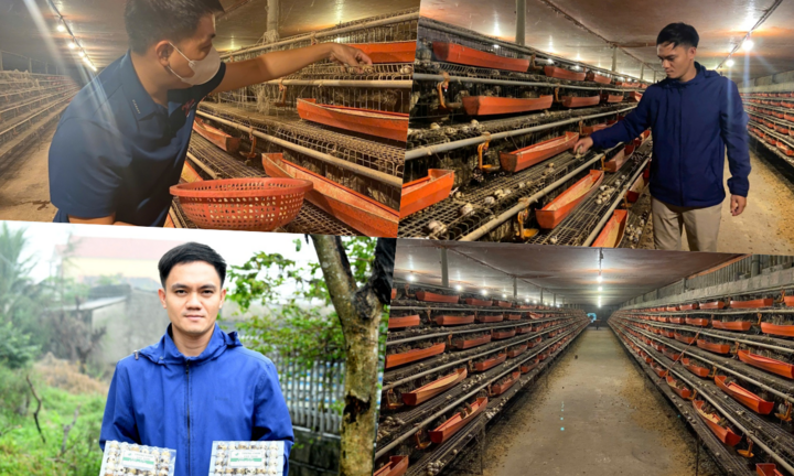 9X bỏ việc về quê nuôi thứ chim 