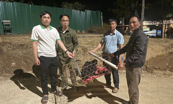 Phát hiện con vật đầy lông, má trắng lạc vào vườn, người dân giao nộp cho cơ quan chức năng