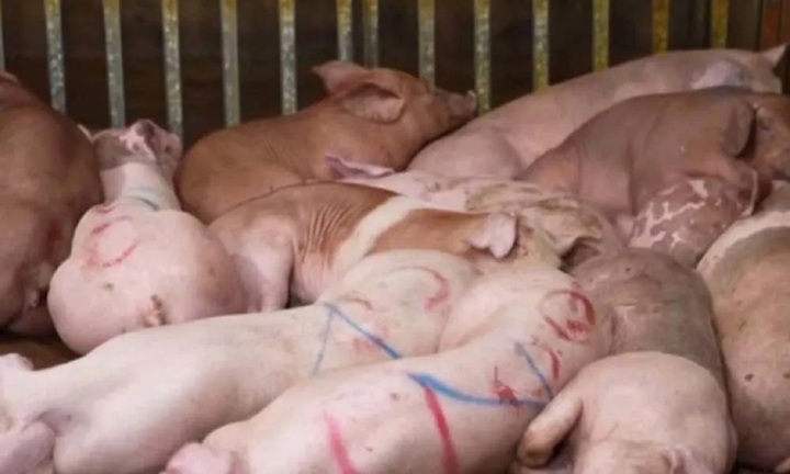 Hiểm họa từ ăn thịt lợn nhiễm dịch tả châu Phi