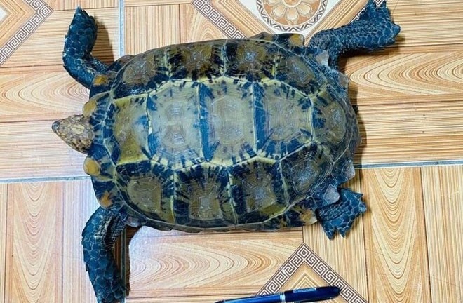 Tin tức thời sự 24h: Người dân tự nguyện giao nộp rùa núi viền quý hiếm