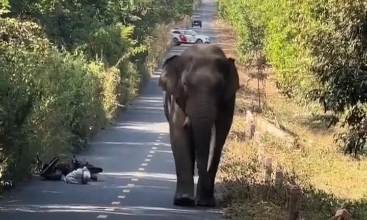 Gặp voi ngà lệch 