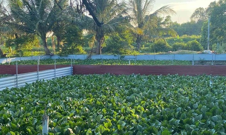 Bỏ phố về quê nuôi loài 
