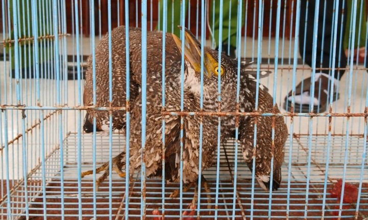 Phát hiện loài chim quý nằm trong Sách đỏ rơi gần nhà, người dân giao nộp công an