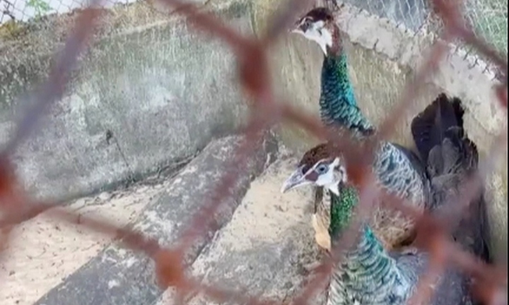 Chim lạ quý hiếm bay lạc vào vườn nhà dân ở Gia Lai