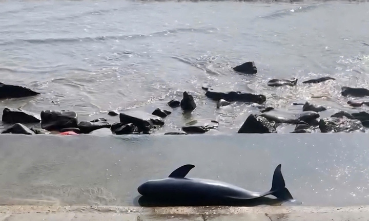 Phát hiện xác cá voi nặng khoảng 40kg trôi dạt vào bờ biển Quảng Trị