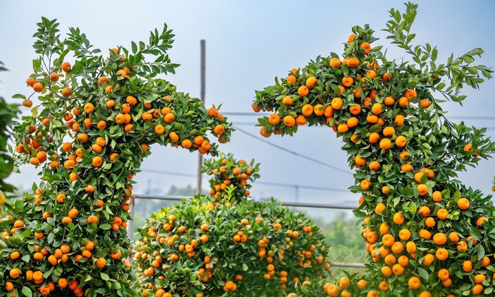Quýt dáng ngựa độc lạ, giá đắt đỏ vẫn 