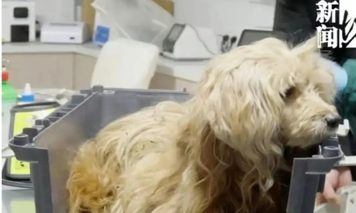 Chú chó nhịn ăn, ngày đêm chờ đợi chủ đã mất trong giá rét gây xúc động