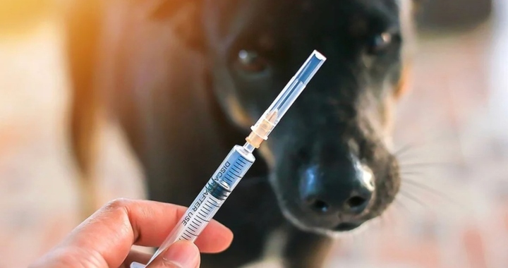 Người đàn ông tử vong nghi do bệnh dại sau 2 năm bị chó cào nhưng không tiêm phòng