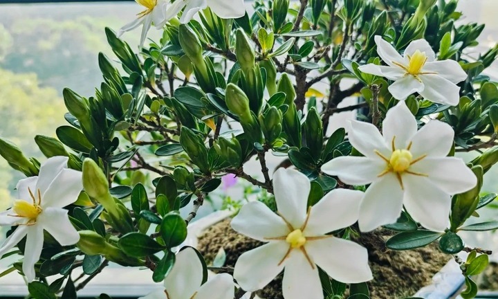 Cây dành dành có ý nghĩa gì trong phong thủy?