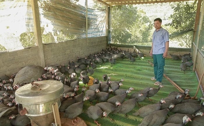 Nuôi loài gà có tập tính bay nhảy như chim, anh nông dân ở Thanh Hóa bán giá tốt, hết veo cả bầy
